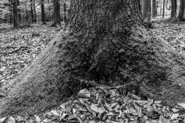 Ormandaki eski ağaç gövdesi