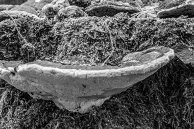 Bir ağaç gövdesine yakın çekim