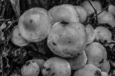 Ormanda taze mantarlar. siyah beyaz fotoğraf.