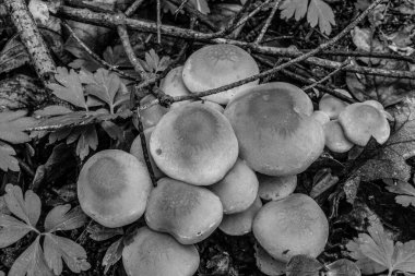 Ormandaki mantarların siyah beyaz fotoğrafı.