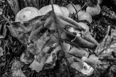 bir ağacın siyah beyaz fotoğrafı