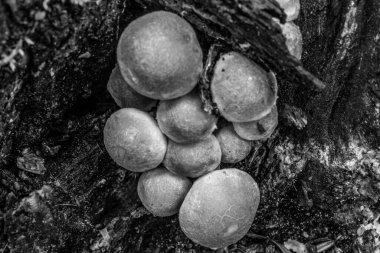 Ormanda mantarlar, siyah ve beyaz