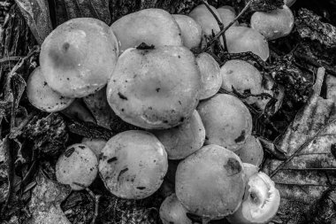 Bir kütük üzerinde olgun mantarların olduğu siyah beyaz bir fotoğrafa yaklaş