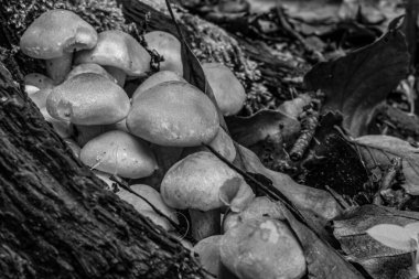 Mantarların siyah beyaz fotoğrafı