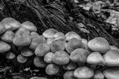 Grup zemin üzerinde beyaz mantar