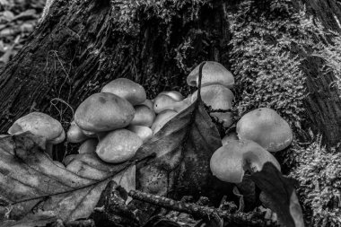 Sonbahar ormanlarında mantarlar, doğa.