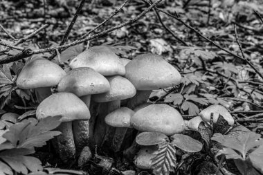 Çimlerin üzerinde mantar