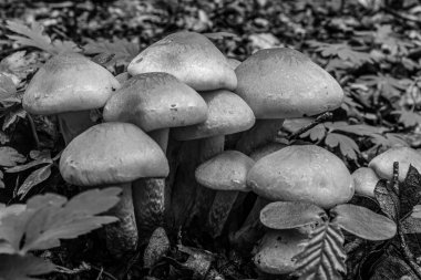 Ormanda mantar, siyah ve beyaz