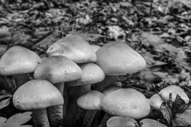 Mantarlar ve mantarlar ormandaki bir ağaçta yetişir.