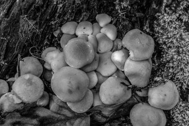 Ormanda büyüyen mantarlar