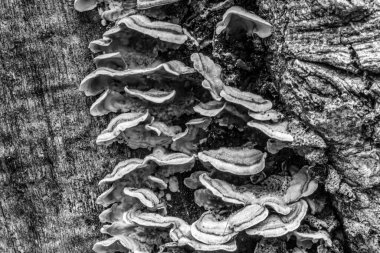 Yakın plan - ormanda ağaçlı bir mantar manzarası.