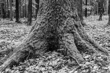 Ormandaki bir ağacın siyah beyaz fotoğrafı.