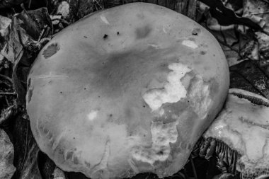 Siyah ve beyaz mantarlar ağaçta