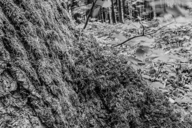 Ormandaki bir ağaç gövdesinin siyah beyaz görüntüsü