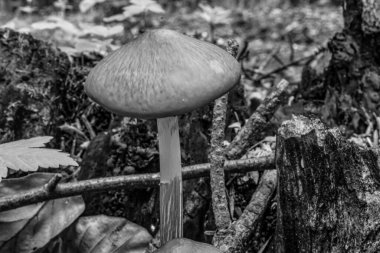 Genç bir mantarın siyah beyaz fotoğrafı