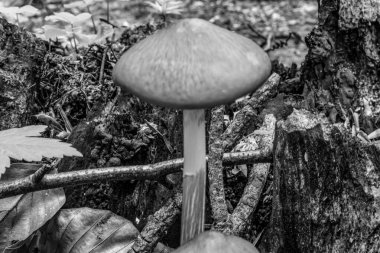 Yazın ormanda mantar