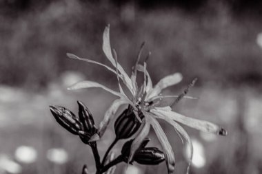 Koyu arkaplanda beyaz bir çiçeğe yaklaş