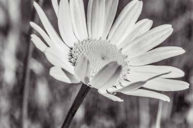 Beyaz çiçek tarlada. siyah beyaz fotoğraf.