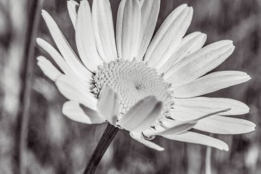 Bahçedeki güzel beyaz çiçek