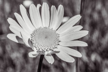 Bahçedeki beyaz çiçek