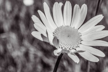 Yazın bahçede güzel beyaz bir çiçek.