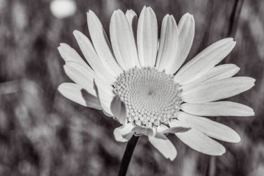 Bahçedeki beyaz papatya çiçeği