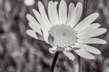 Bahçedeki beyaz çiçeğe yaklaş..