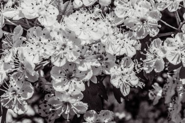 Bahçedeki güzel çiçekler