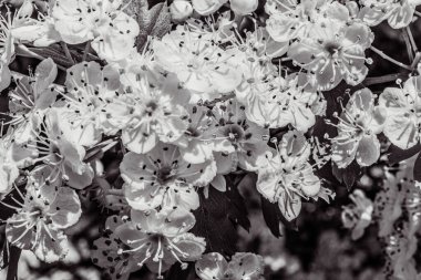 Ağaçtaki güzel bahar çiçekleri