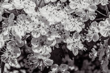 Bahçedeki güzel çiçekler