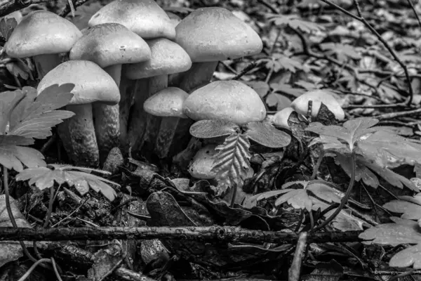 Sonbaharda bir ormanda mantar