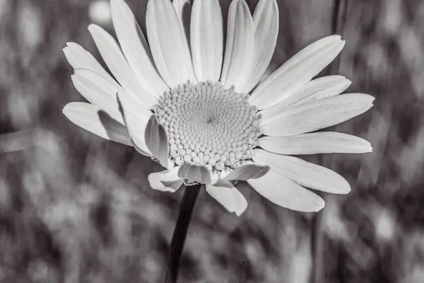 Bahçedeki güzel çiçekler