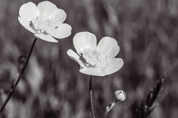 Güzel botanik fotoğrafı, doğal duvar kağıdı.