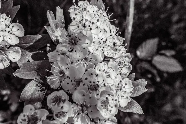 siyah ve beyaz çiçekler