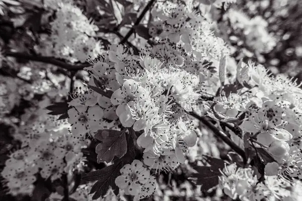 Güzel botanik fotoğrafı, doğal duvar kağıdı.