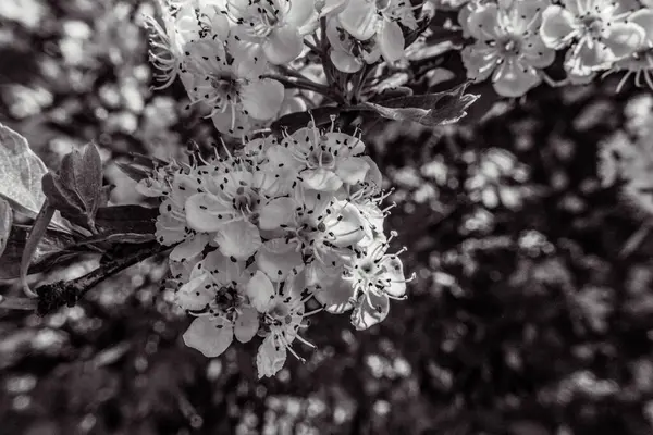 Doğada çiçek açan güzel çiçekler