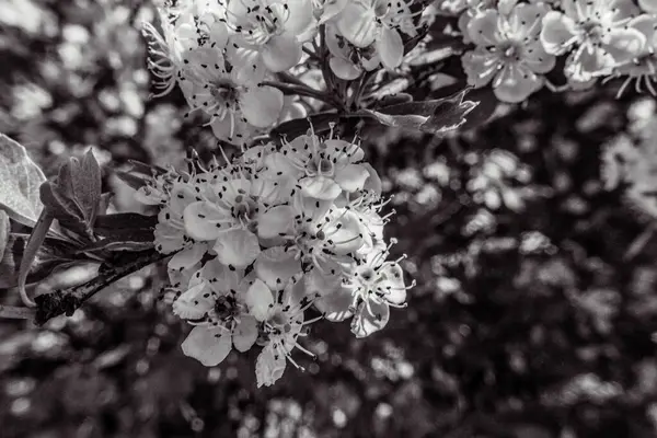 Güzel botanik fotoğrafı, doğal duvar kağıdı.