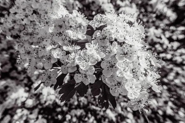 Güzel botanik fotoğrafı, doğal duvar kağıdı.