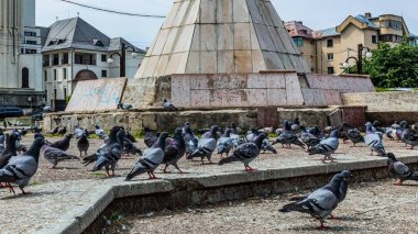 Şehirde güvercinler var.