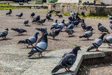 Şehirde güvercinler var.
