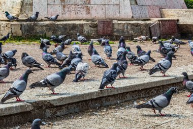 Eski şehirde güvercinler