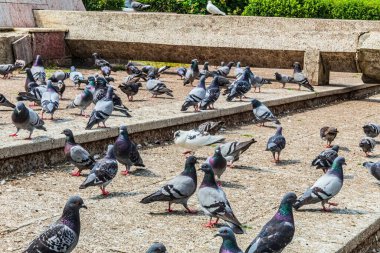 Sokaktaki güvercinler