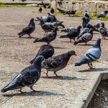 Sokaktaki güvercinler