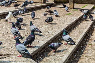Sokaktaki güvercinler