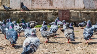 Tahta bir çitin önünde bir grup güvercin.