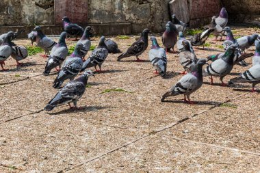 Yere serilmiş güvercinler