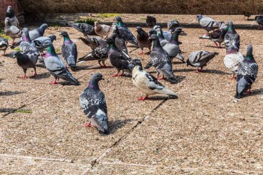 Parktaki güvercinler