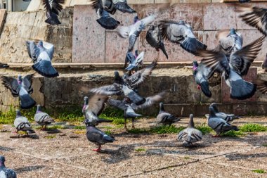 Şehirde güvercinler var.