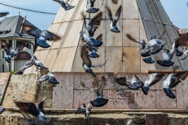 Parktaki çatıda güvercinler