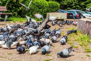 Londra 'da bir sürü güvercin var.